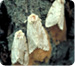 Gypsy Moth