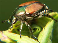 Japanese Beetle