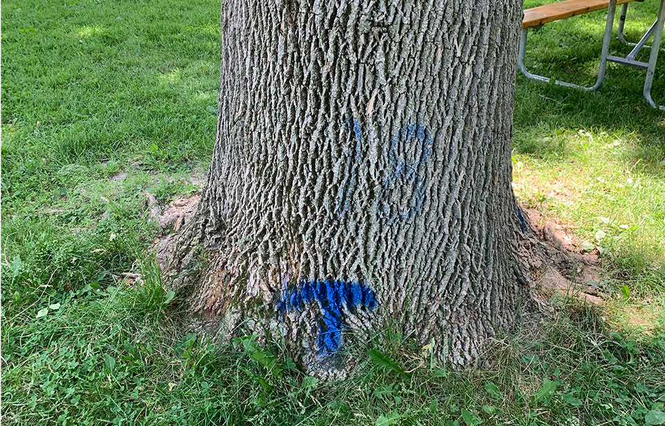 Adopt-a-Park Tree Blue T