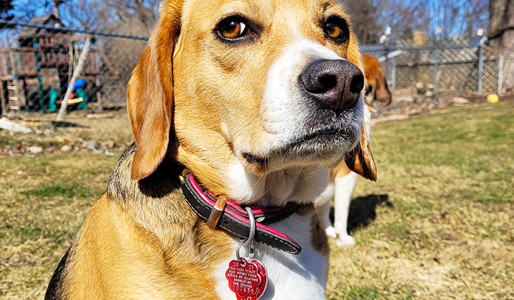A light brown dog with a red dog license hanging from its collar.