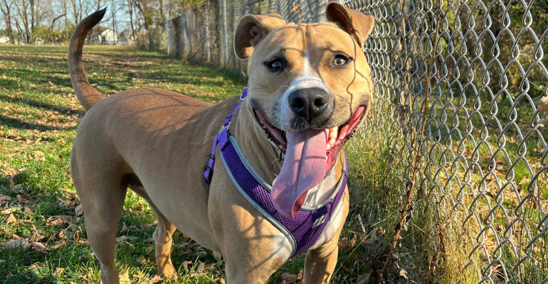 dog close up in park