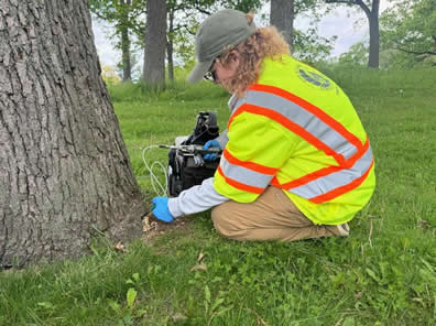 Oak tree injection within Lake Edge Park.  Urban Forestry personnel is working with injection equipment to treat the tree at its base.