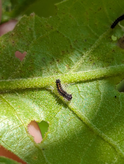 Small spongy moth caterpillar on a leaf